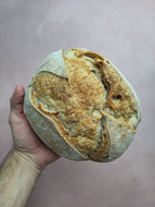 VRIJDAG desem TARWE / ROGGE